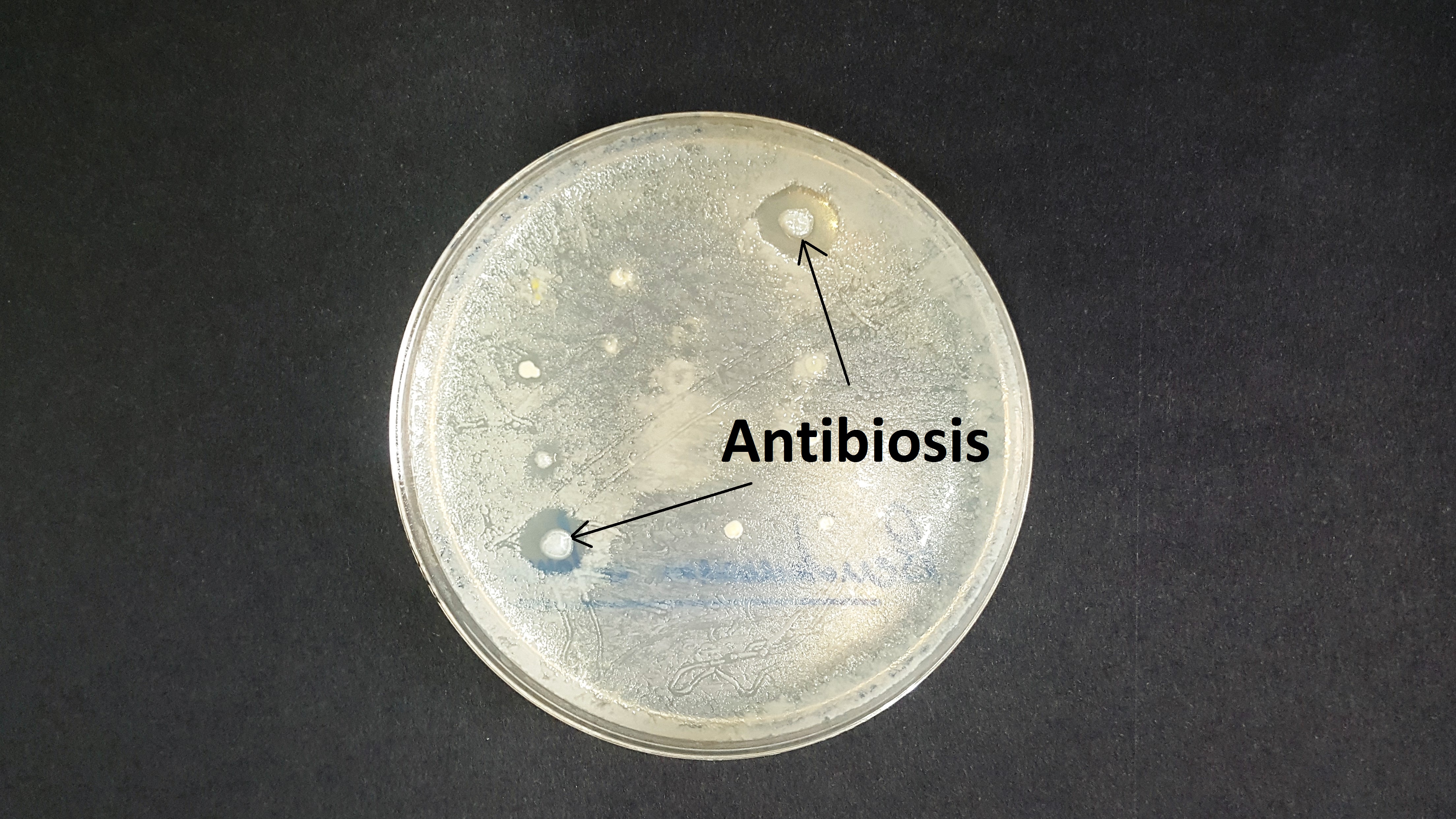 Cultivo de bacterias productoras de antibióticos