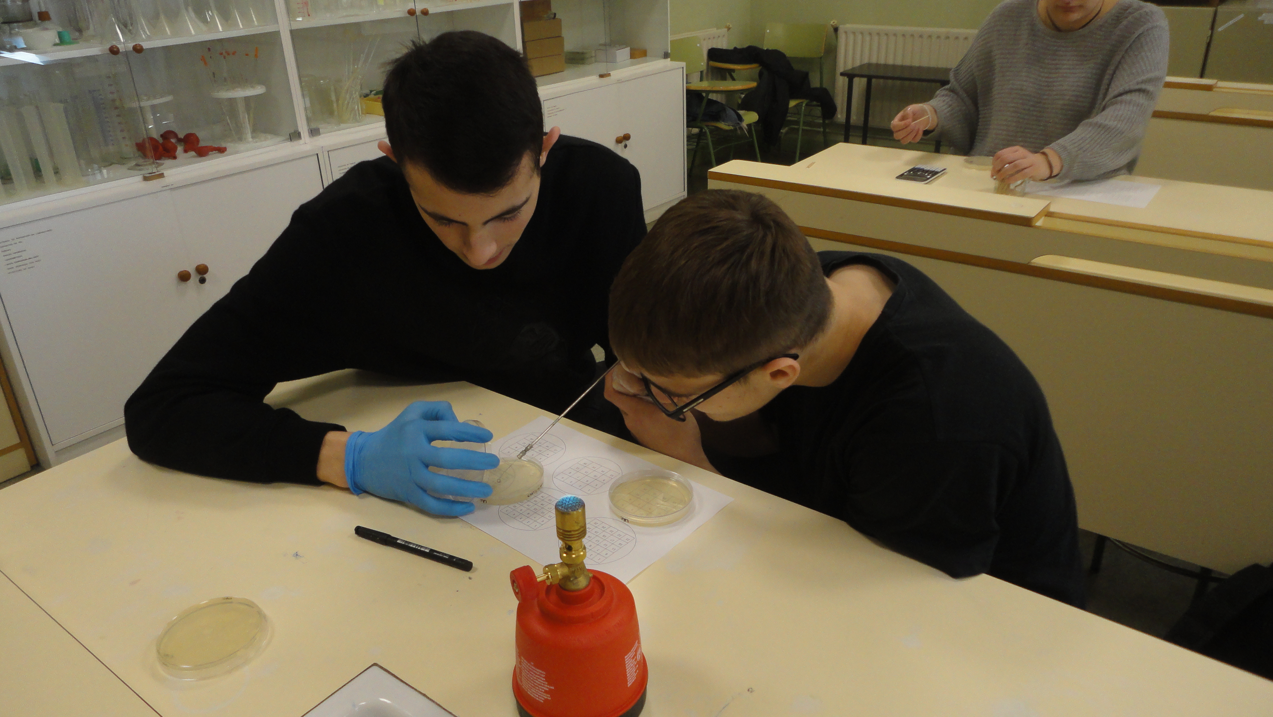 Alumnos de 1º de bachillerato sembrando bacterias sobre el medio de cultivo